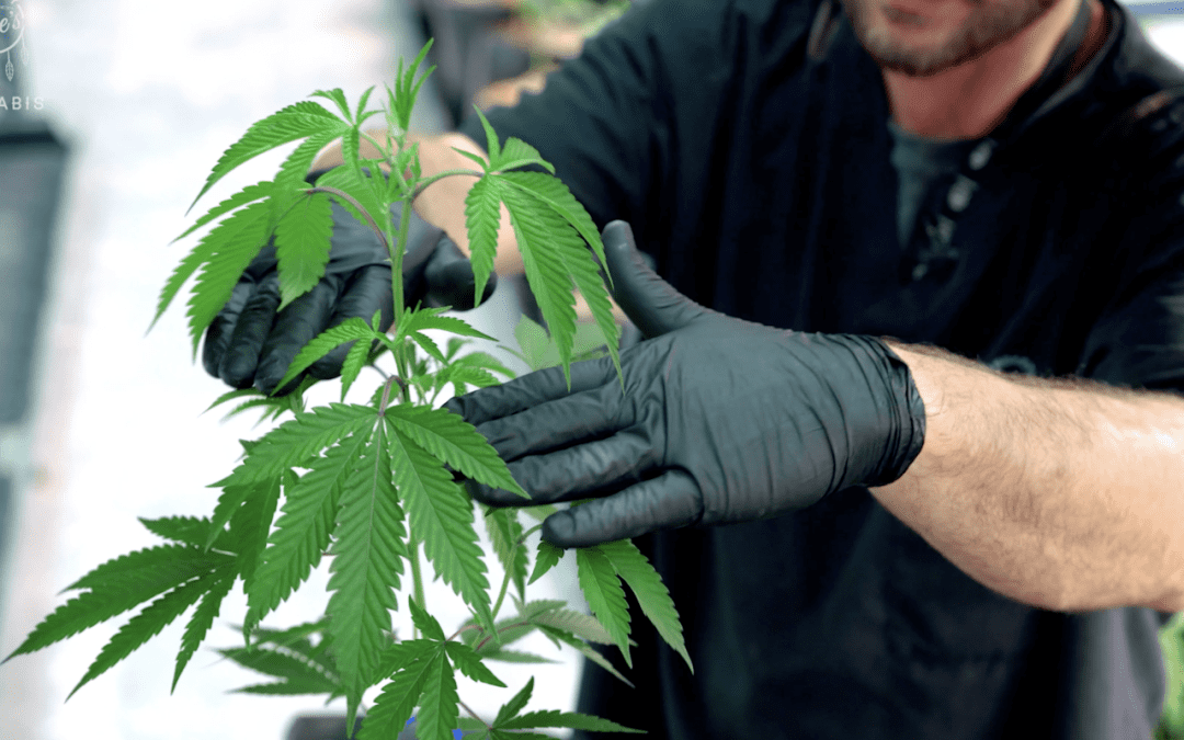 Different Methods of Topping Cannabis Plants